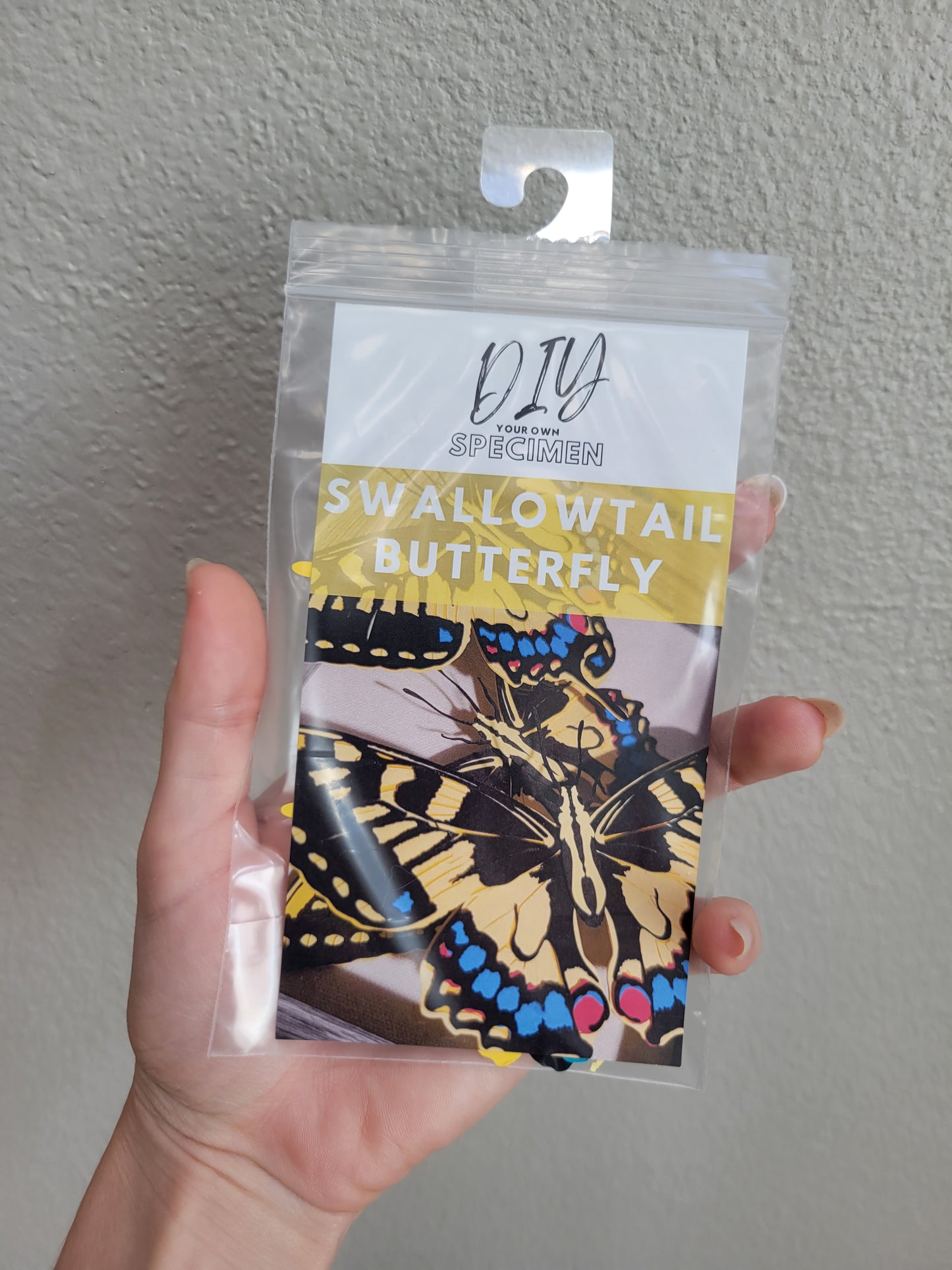 DIY Your Own Paper Specimen