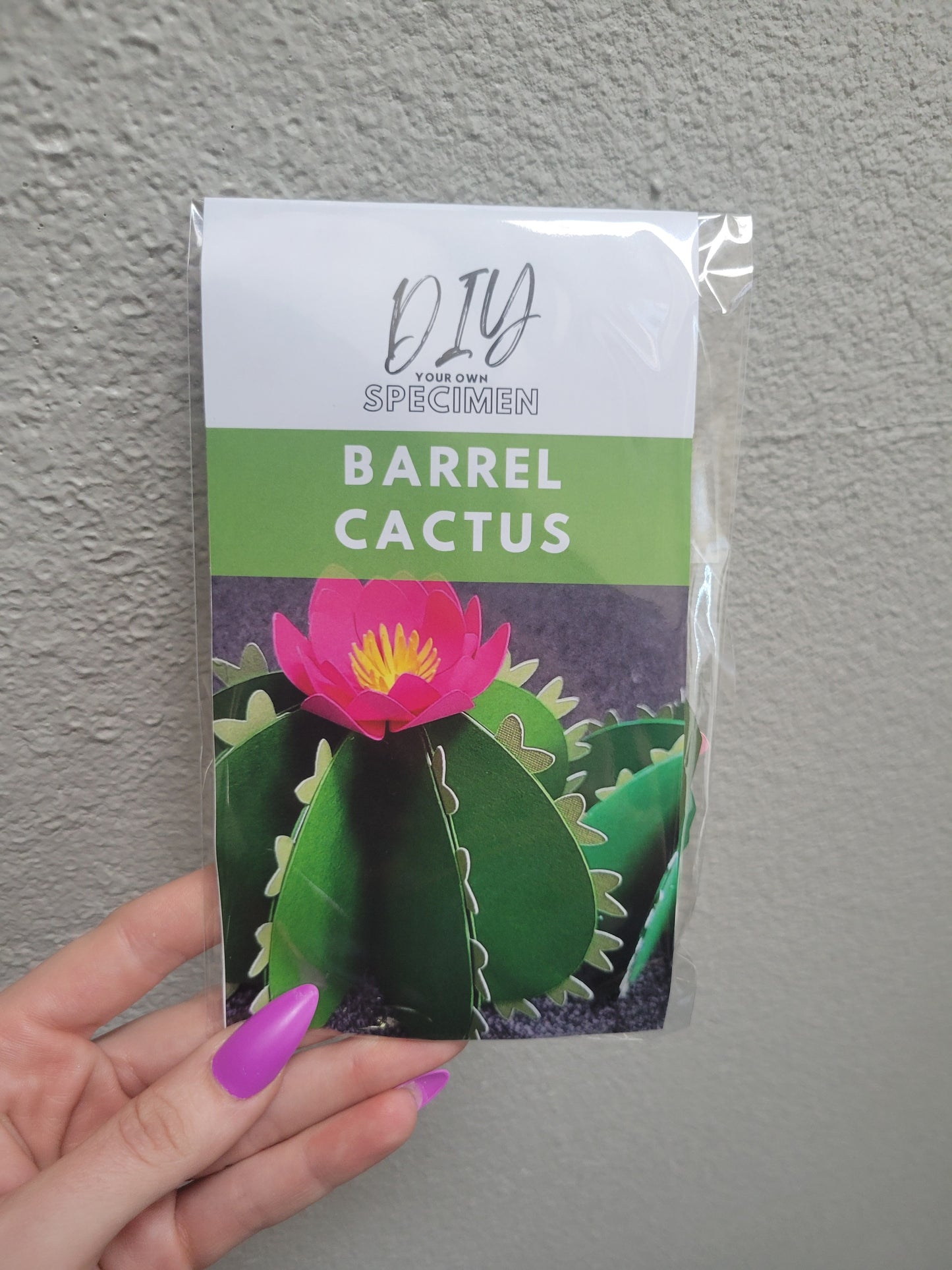 DIY Barrel Cactus Pair 🌵