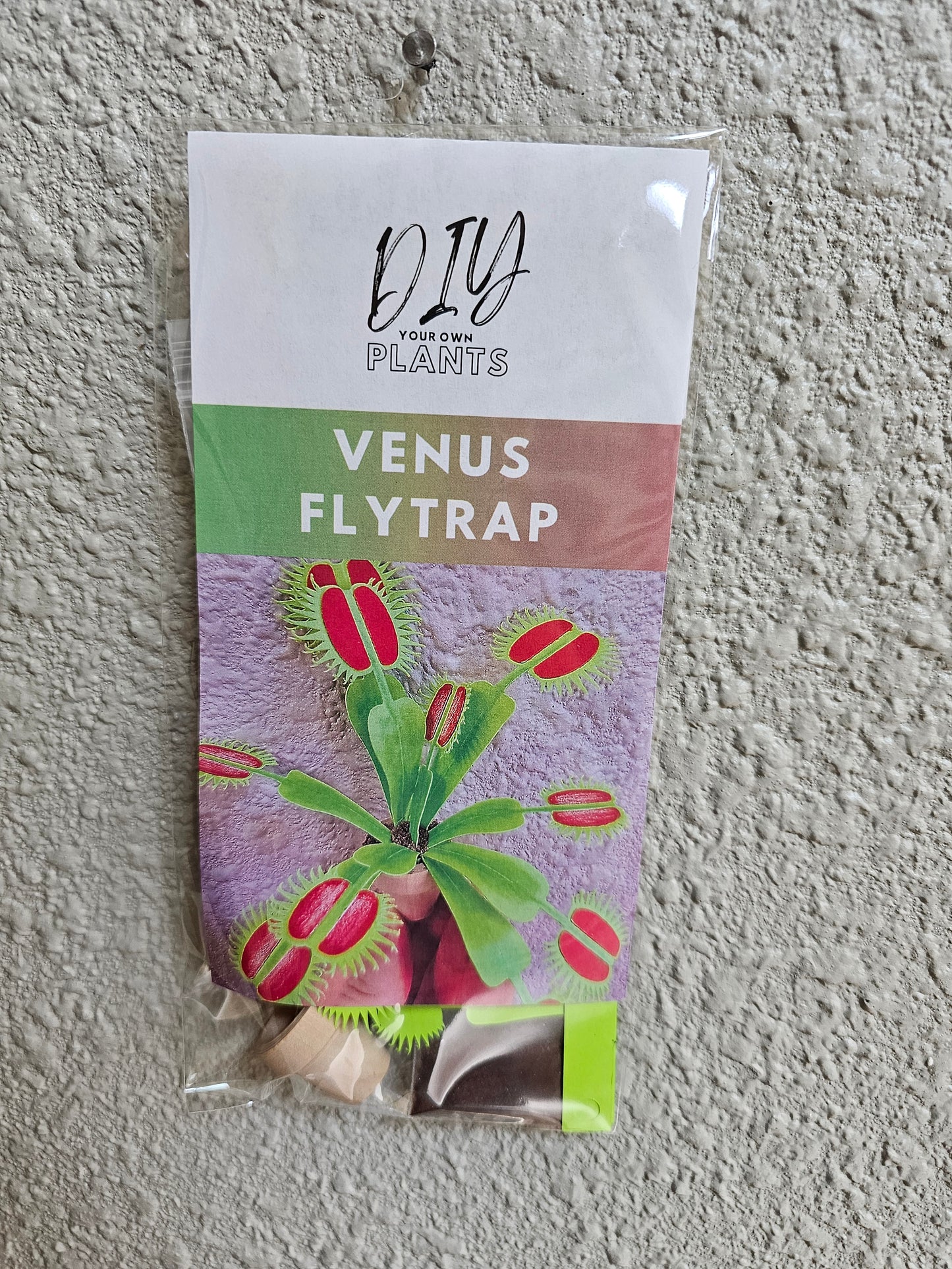 DIY Potted Venus Fly Trap