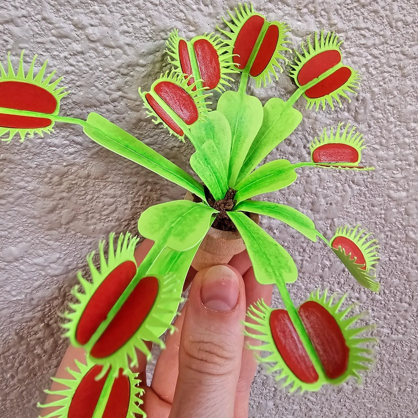 DIY Potted Venus Fly Trap