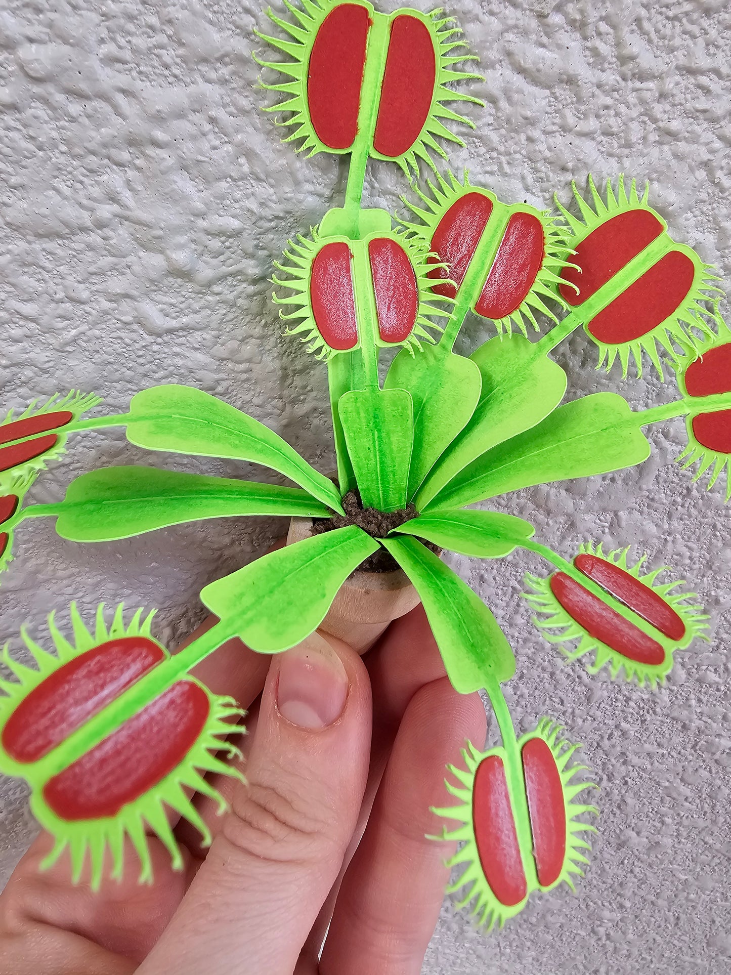 DIY Potted Venus Fly Trap