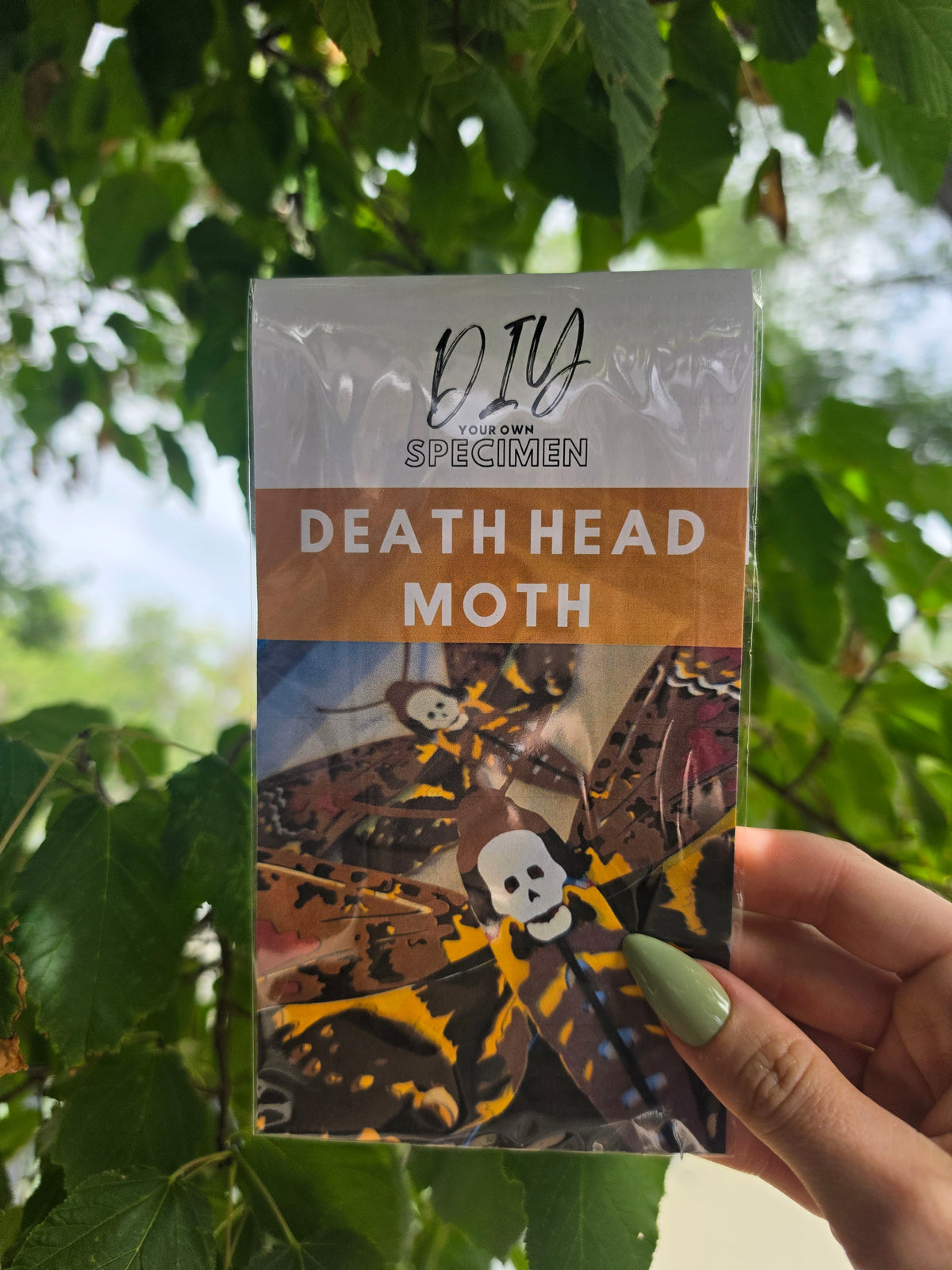 DIY DeathHead Moth - DIY Your Own Paper Specimen