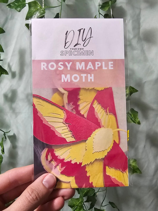 DIY Butterly - Rosy Maple Moth - DIY Your Own Paper Specimen