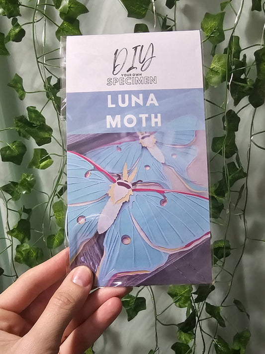 DIY Butterly - Luna Moth - DIY Your Own Paper Specimen